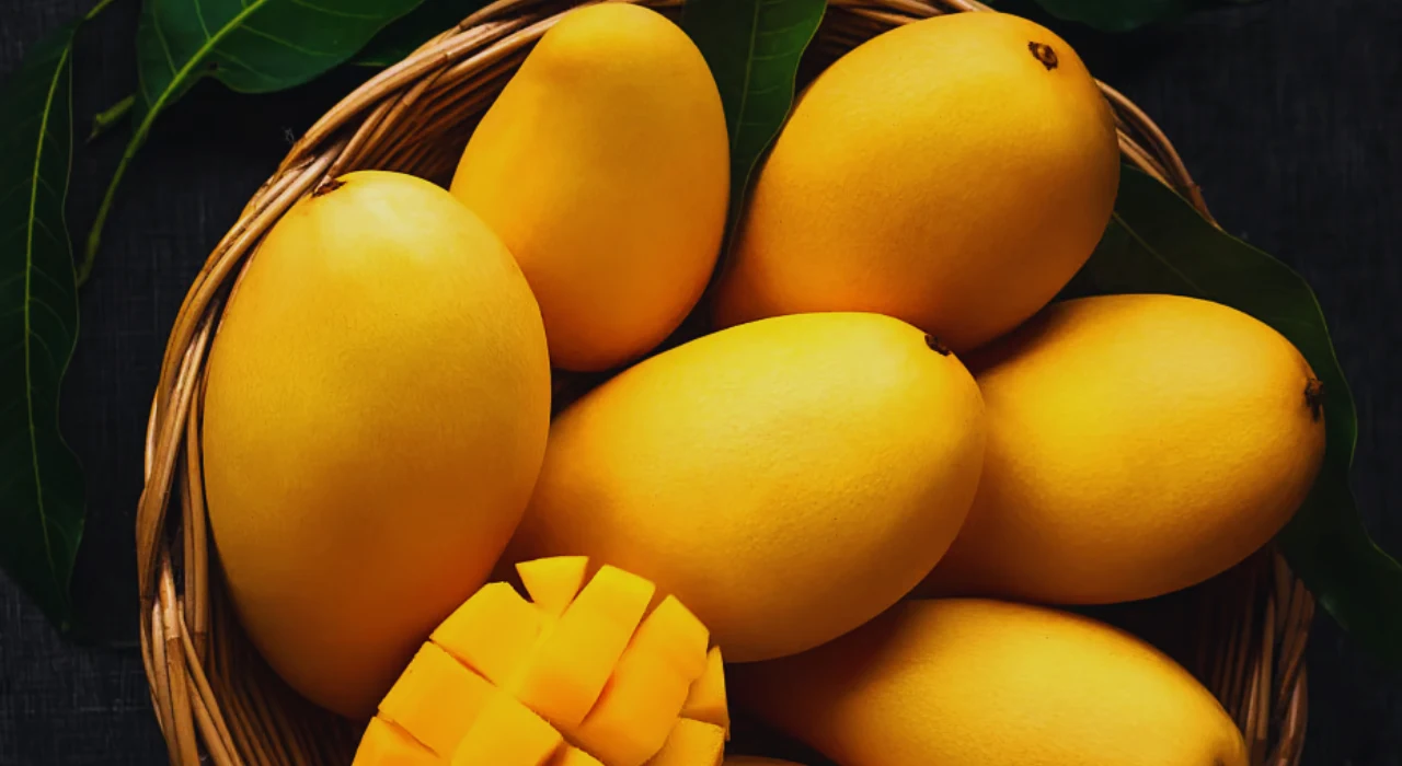 Early aromatic debut of mango in Gujarat